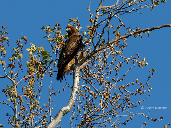 owl in a tree