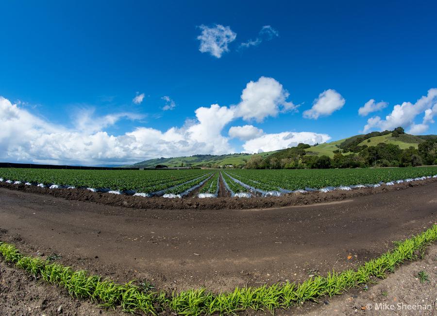 agricultural irrigation