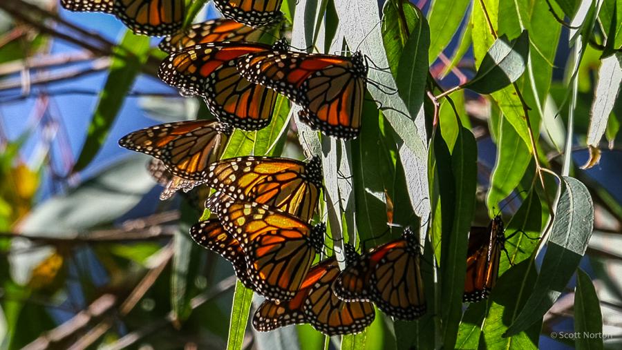 monarch butterflies