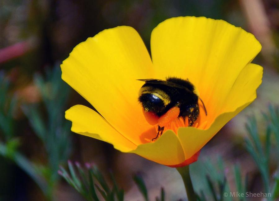 Photograph of a bee in a California poppy flower.